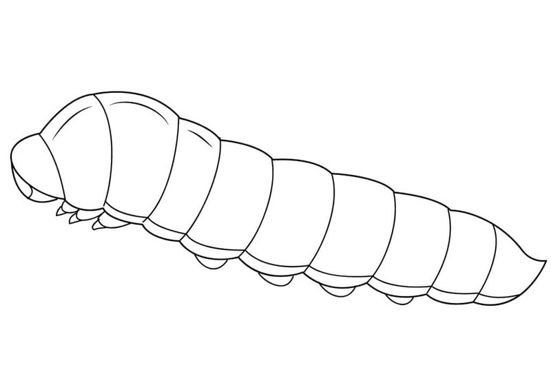 con sâu tô màu 26