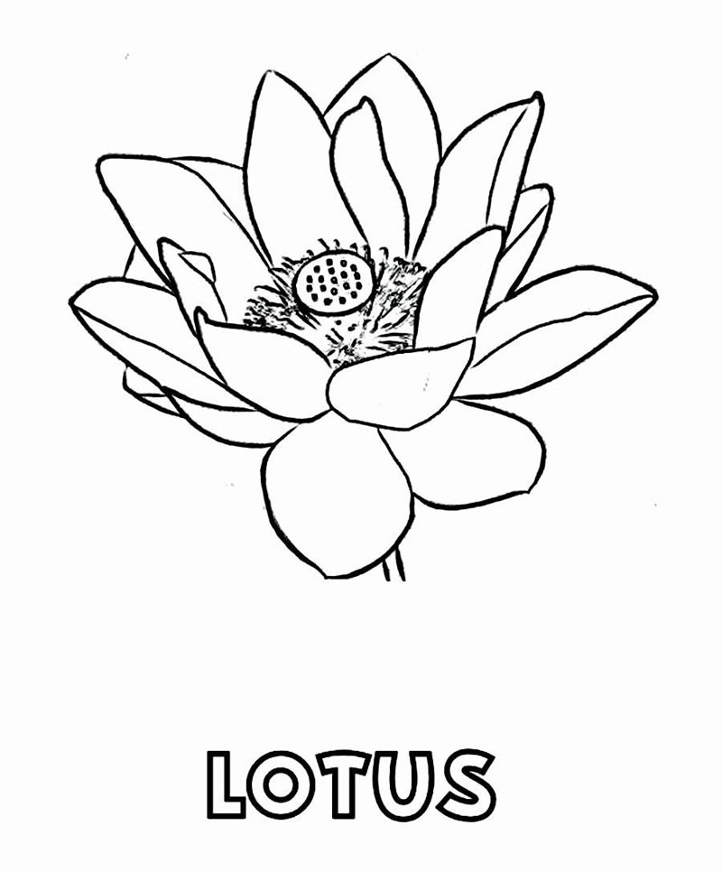 hoa sen tô màu 1