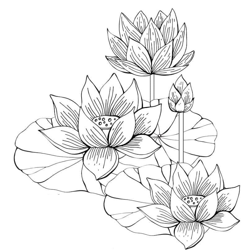 hoa sen tô màu 12