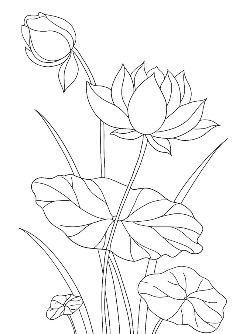 hoa sen tô màu 13