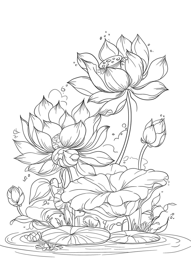 hoa sen tô màu 14