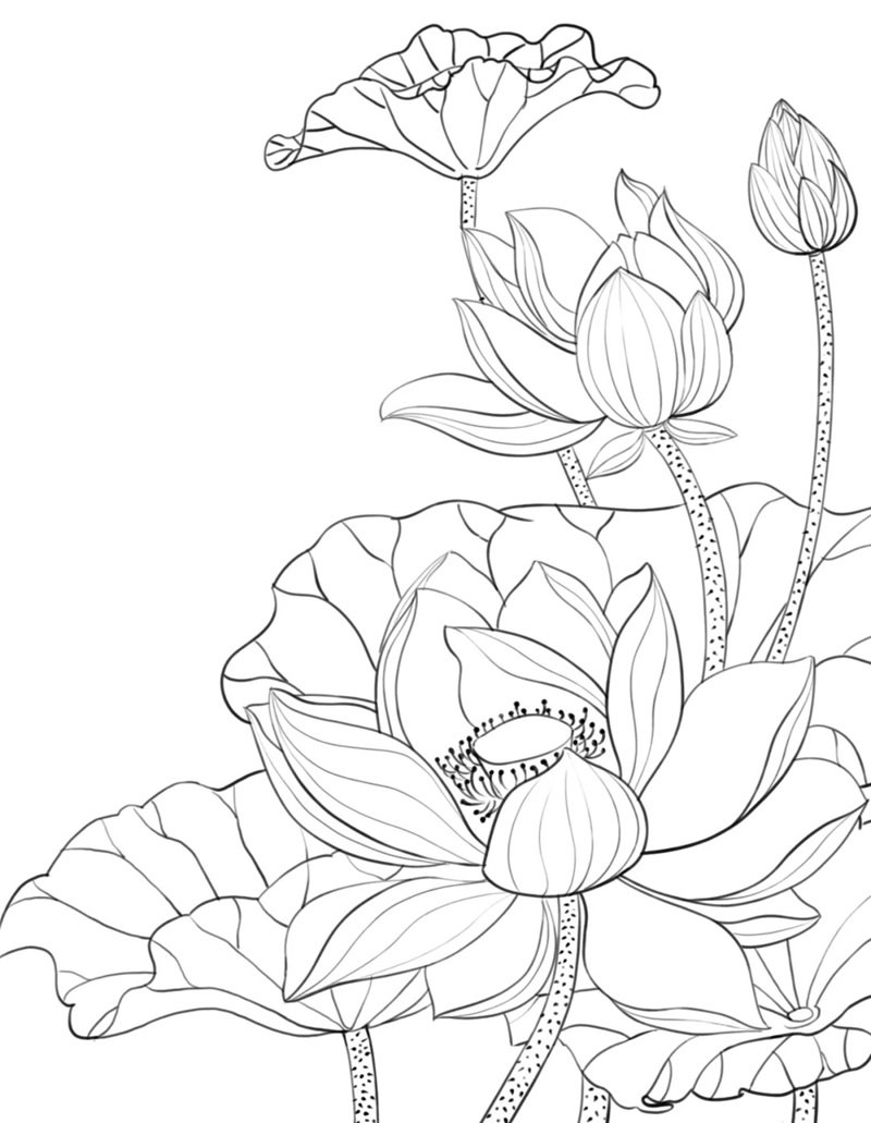 hoa sen tô màu 25
