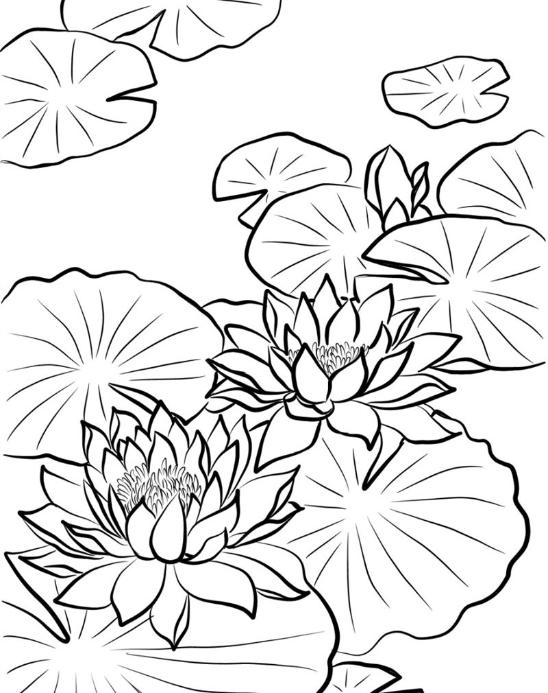 hoa sen tô màu 3
