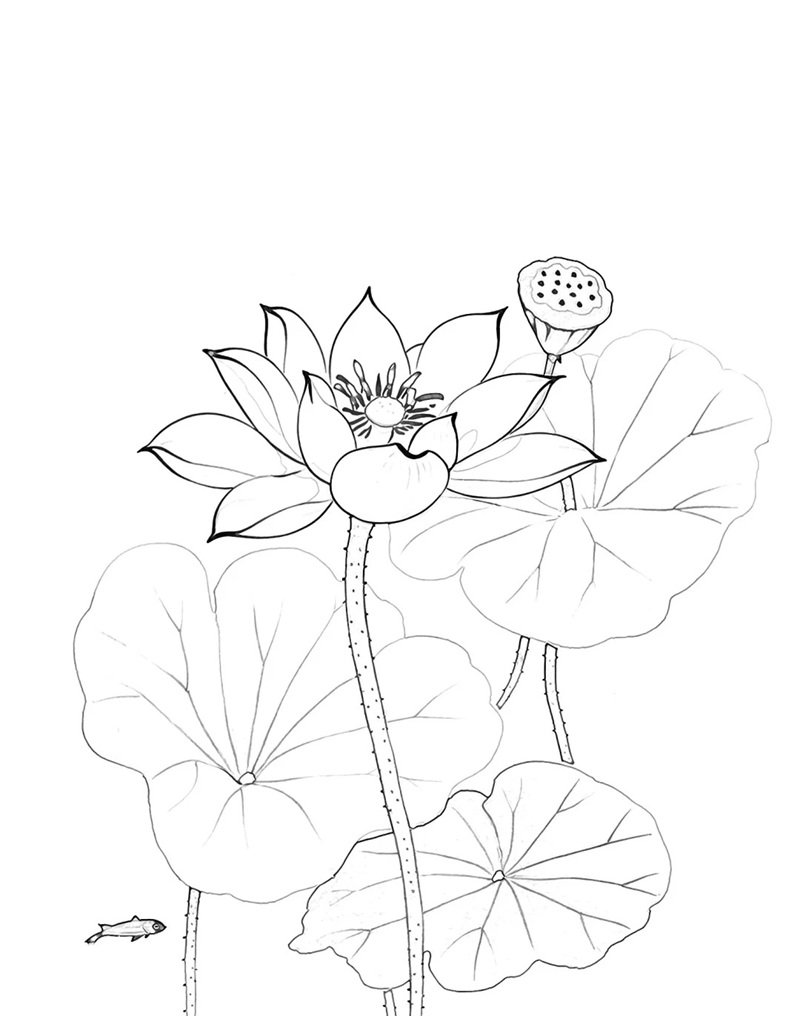hoa sen tô màu 30