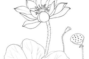 100+ mẫu hoa sen tô màu chill cho tâm trạng thư giãn