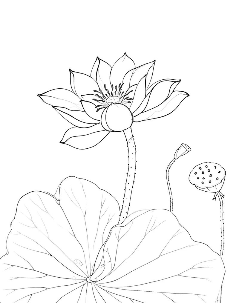 hoa sen tô màu 31
