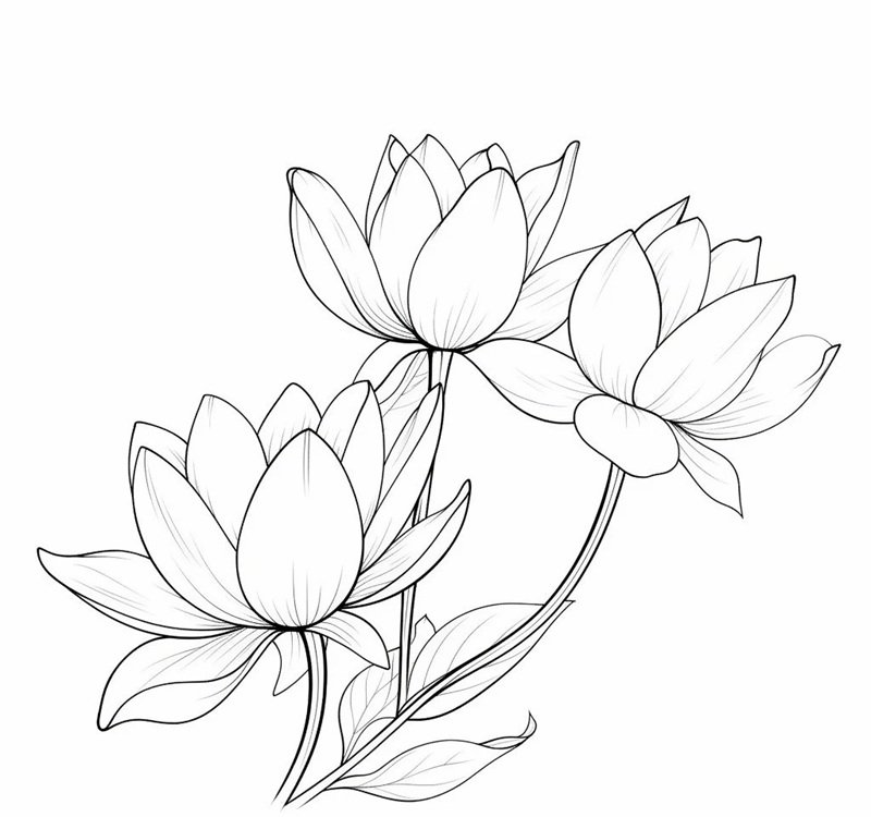 hoa sen tô màu 36