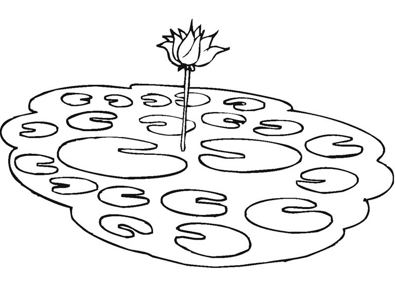 hoa sen tô màu 4