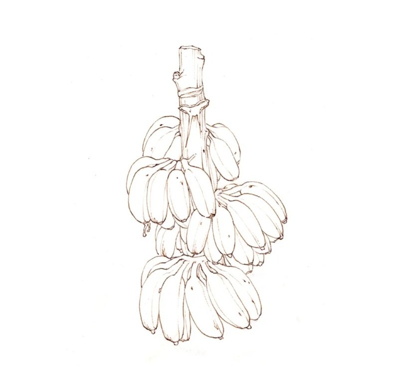 quả chuối tô màu 36