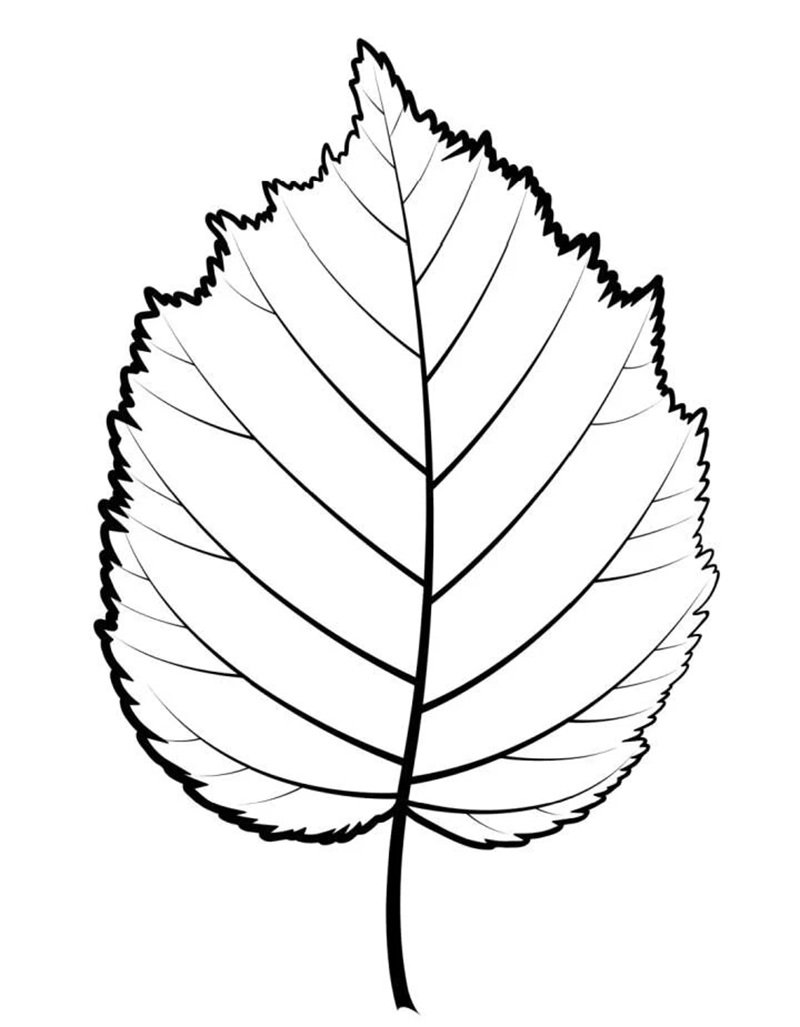 tô màu chiếc lá 13