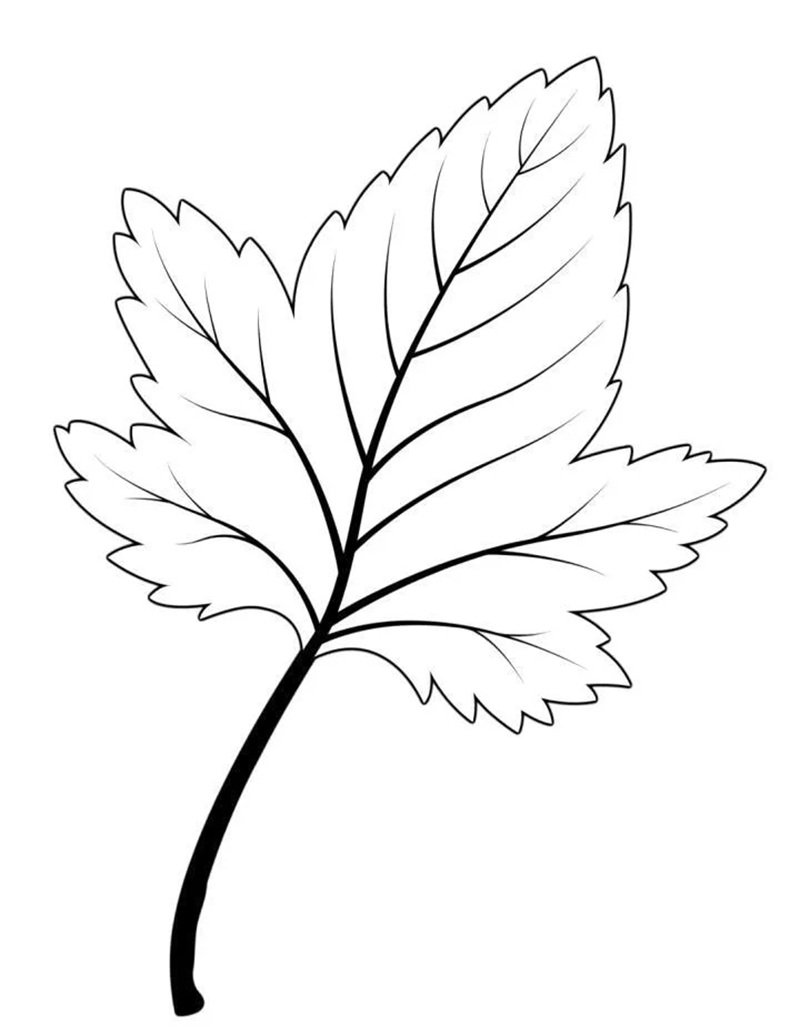tô màu chiếc lá 14