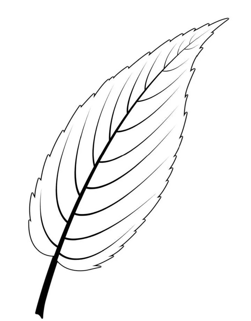 tô màu chiếc lá 17