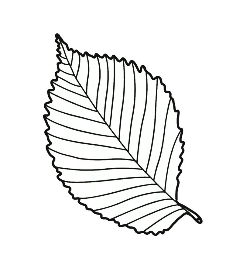 tô màu chiếc lá 23