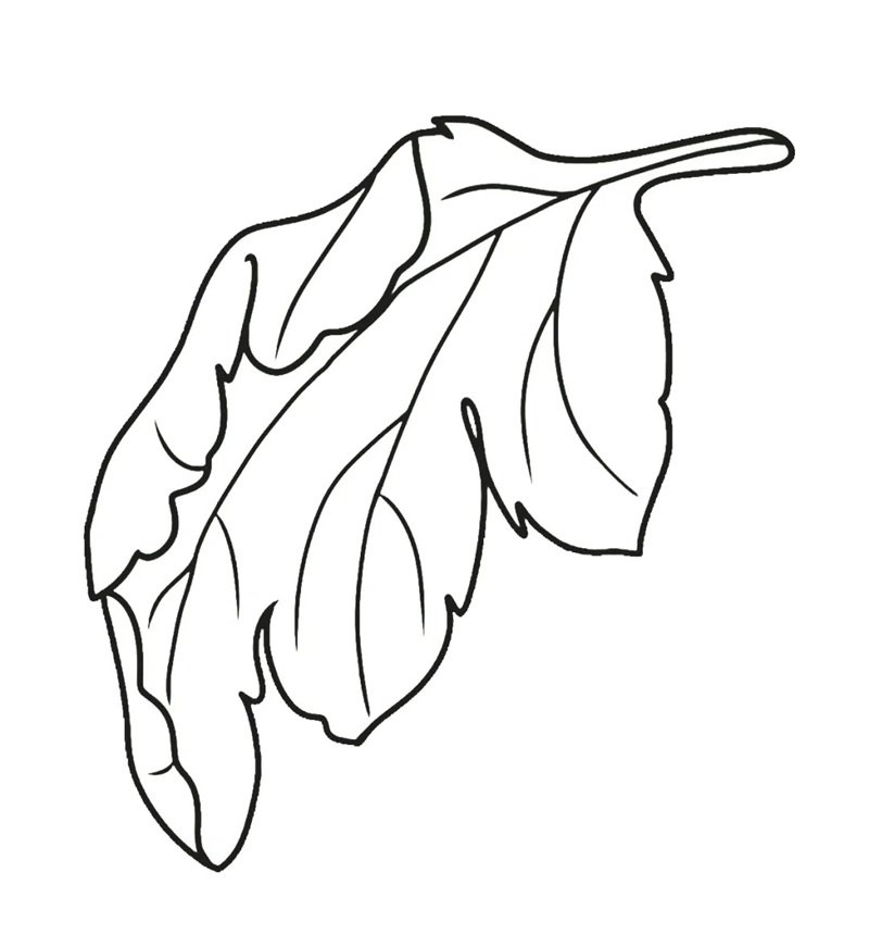 tô màu chiếc lá 25