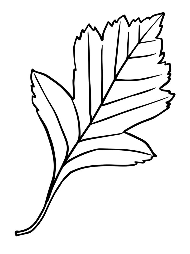 tô màu chiếc lá 40
