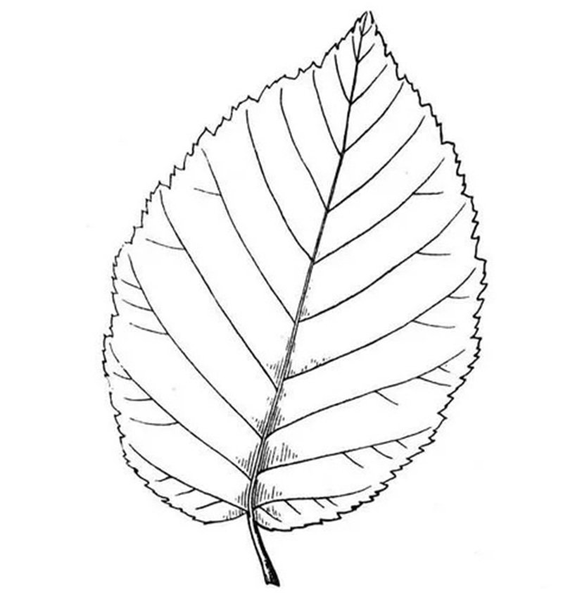 tô màu chiếc lá 5