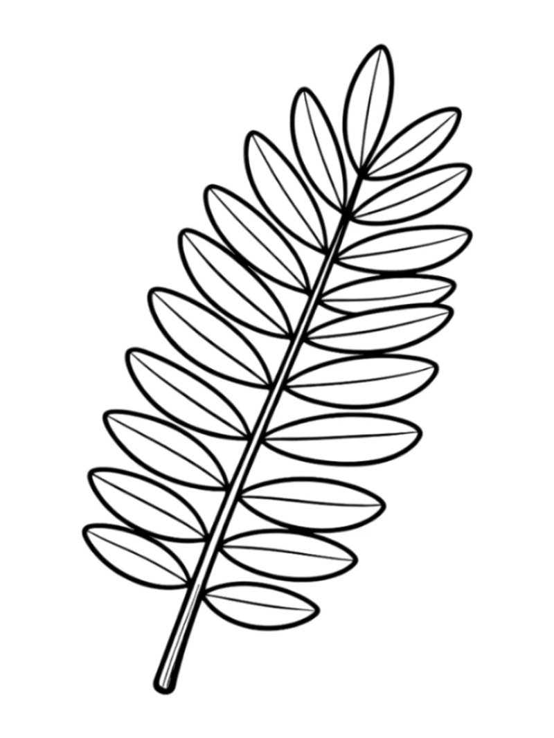 tô màu chiếc lá 9