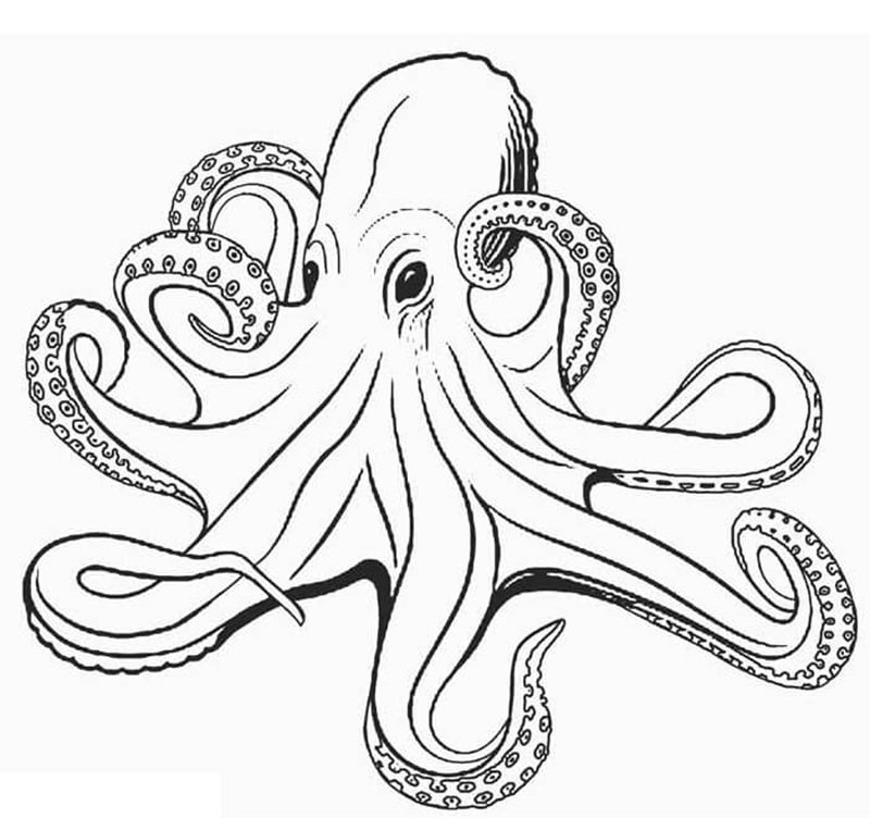 tô màu con bạch tuộc 25