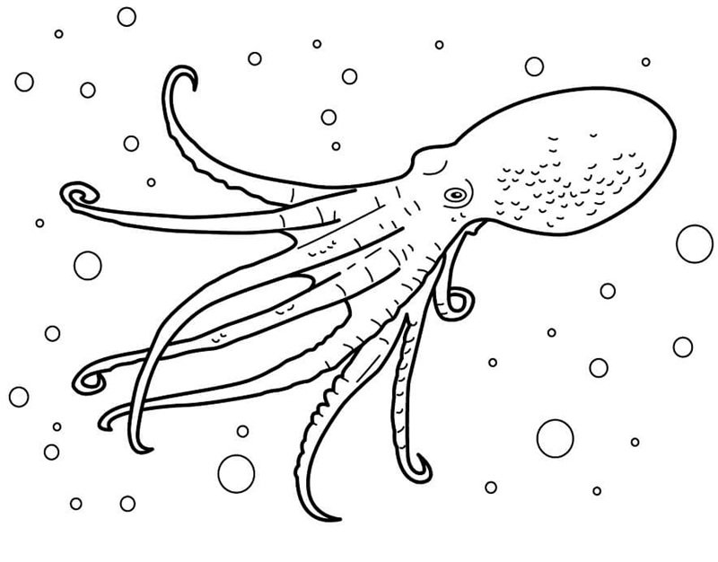 tô màu con bạch tuộc 9
