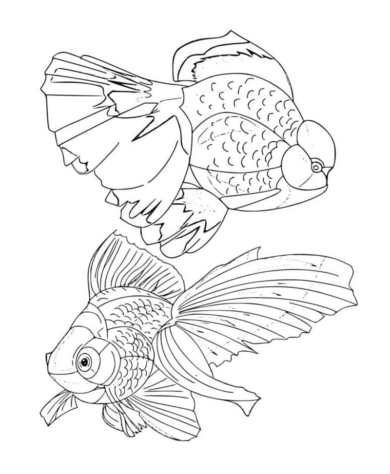 tô màu con cá vàng 14