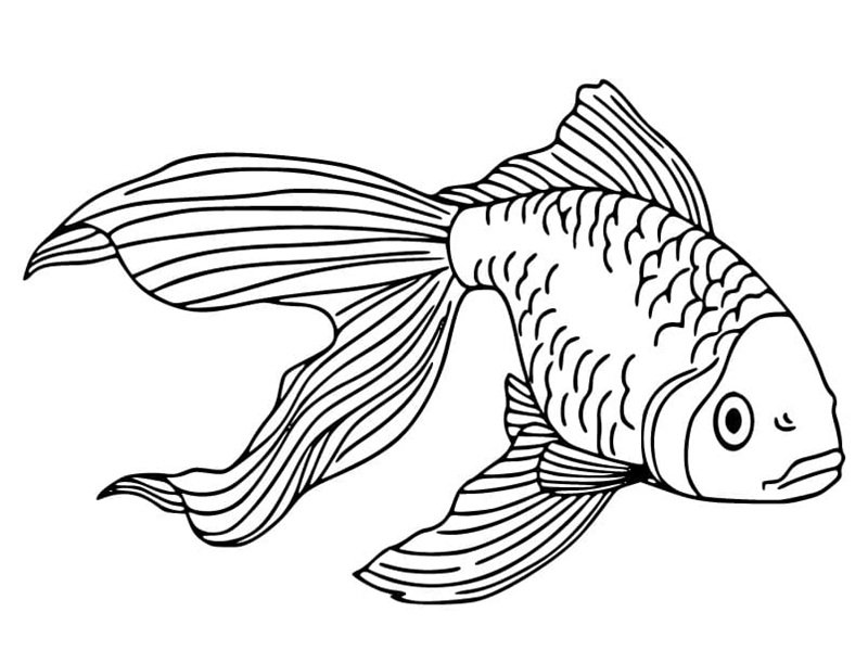 tô màu con cá vàng 5