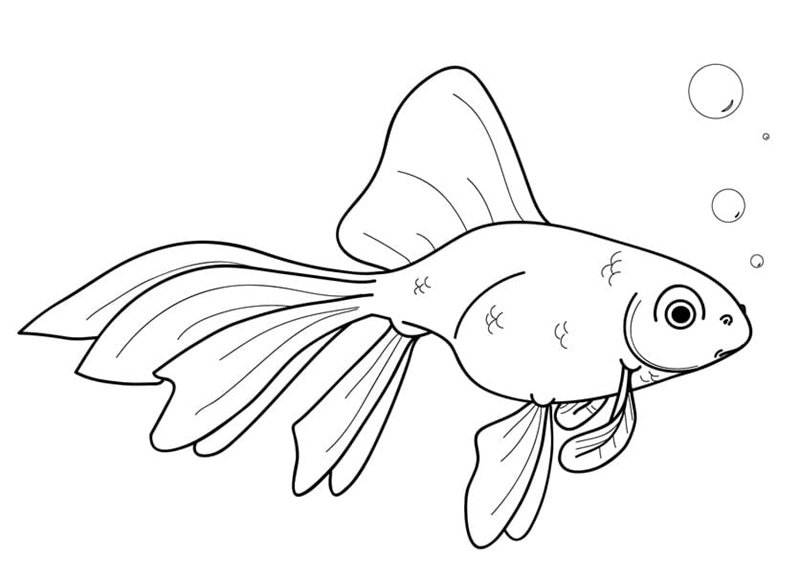 tô màu con cá vàng 6