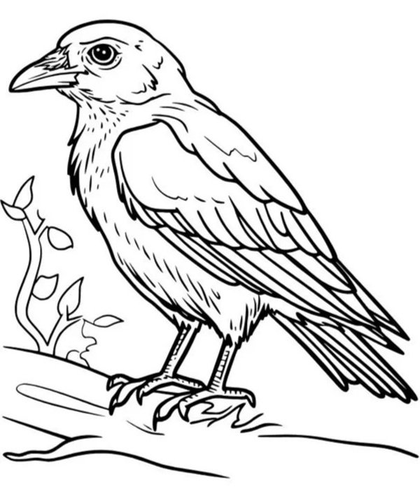 tô màu con chim 28