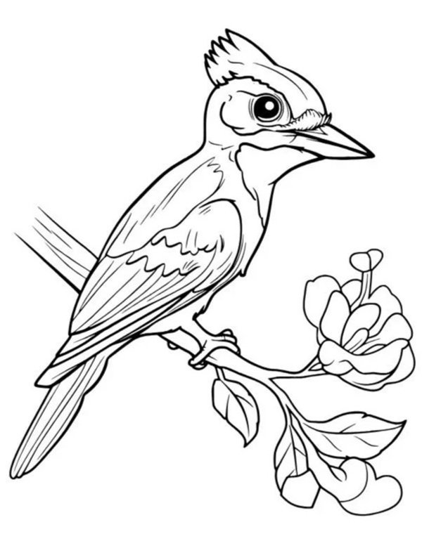 tô màu con chim 29