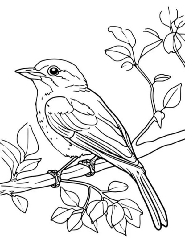 tô màu con chim 30