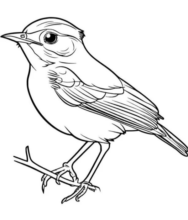 tô màu con chim 31