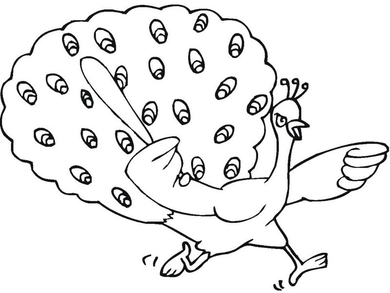 tô màu con công 11