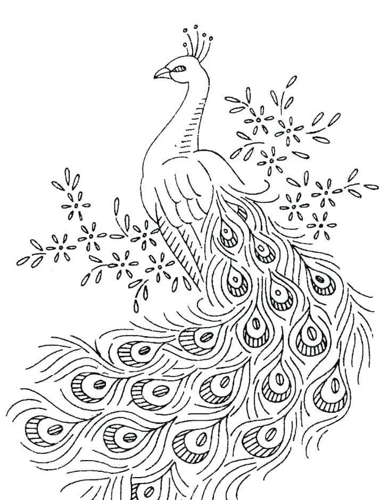 tô màu con công 12