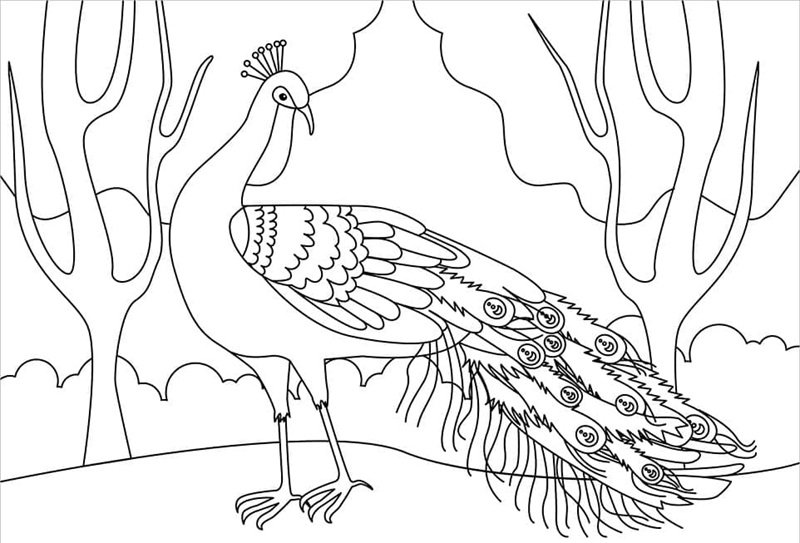 tô màu con công 23