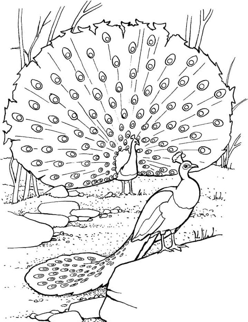 tô màu con công 28