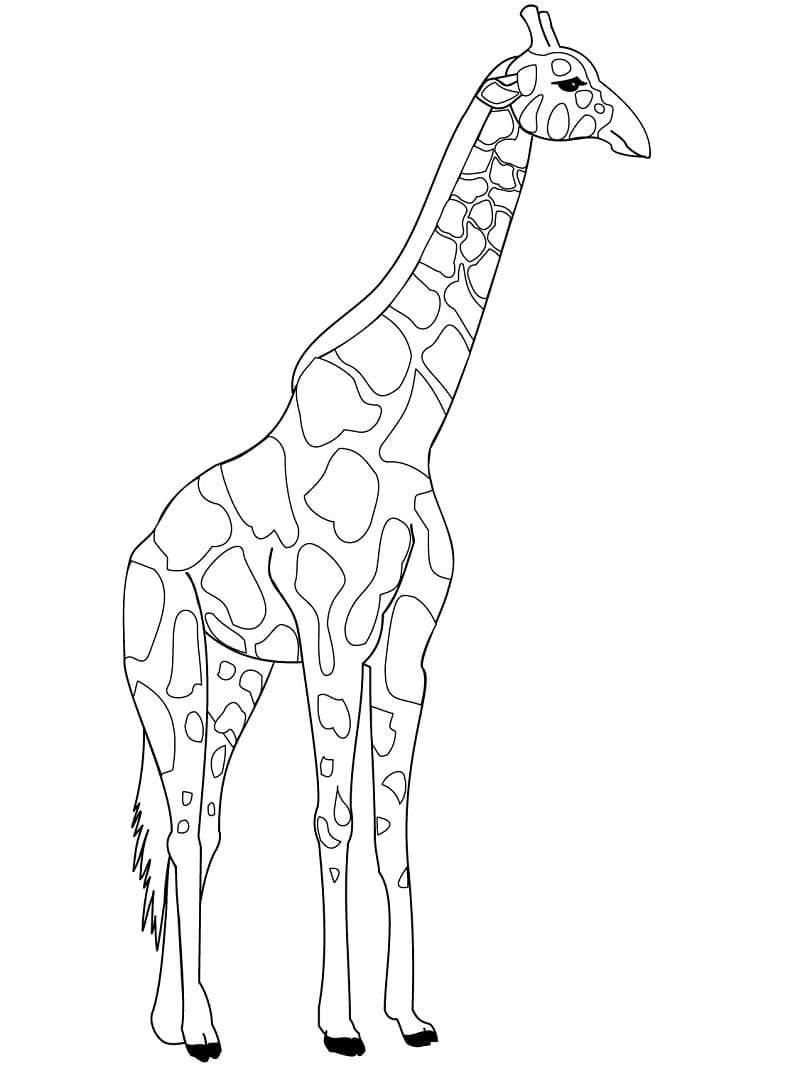 tô màu con hươu cao cổ 6