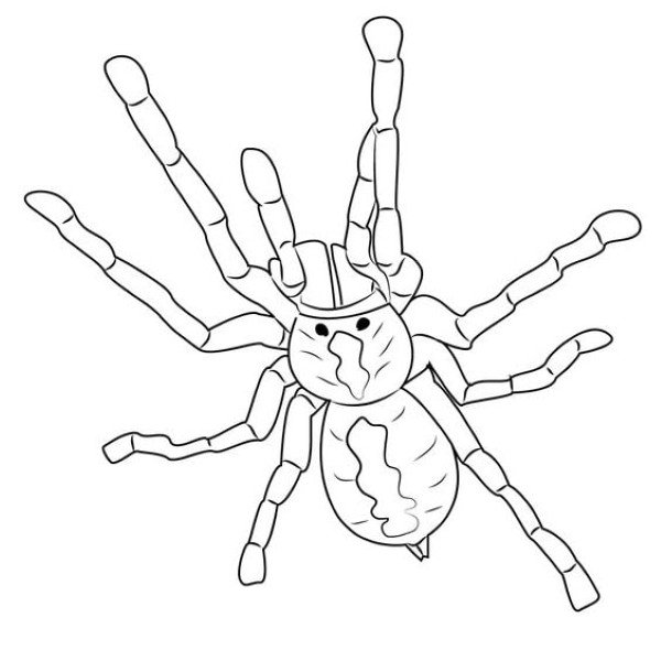 tô màu con nhện 27