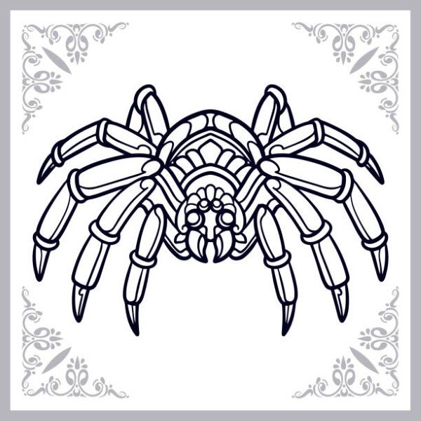 Spider arts isolated on white background