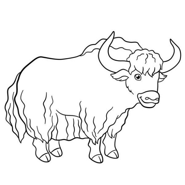 Coloring pages. Cute beautiful yak stands and smiles.