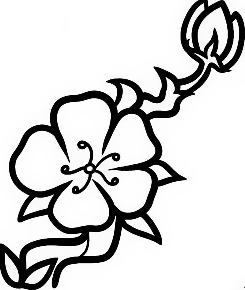 tranh tô màu bông hoa 5 cánh 15