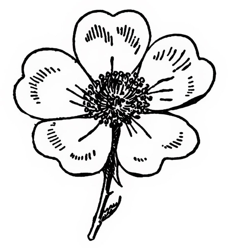 tranh tô màu bông hoa 5 cánh 19