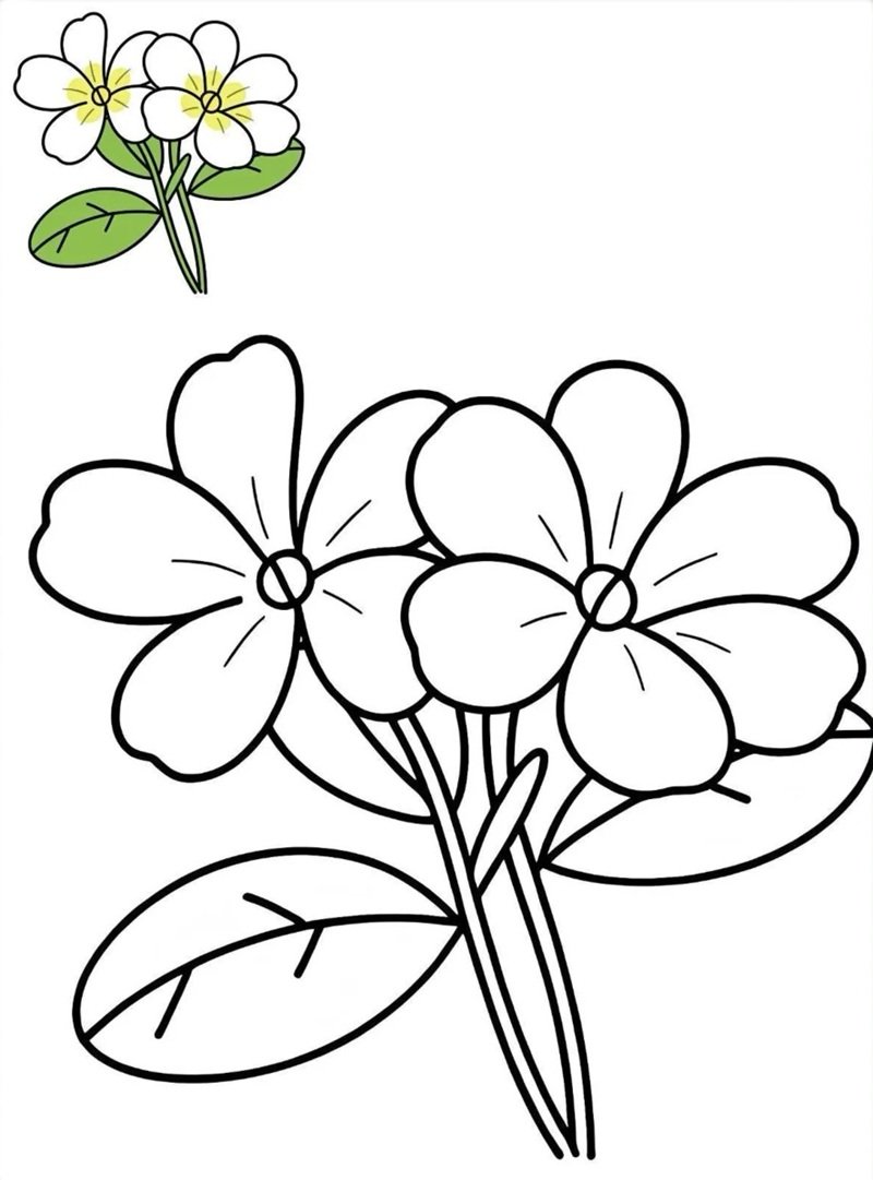 tranh tô màu bông hoa 5 cánh 37