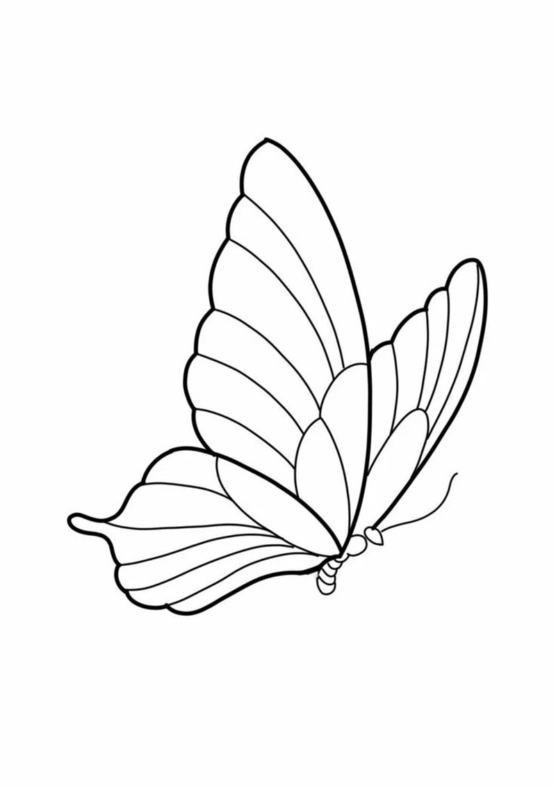 tranh tô màu con bướm 4