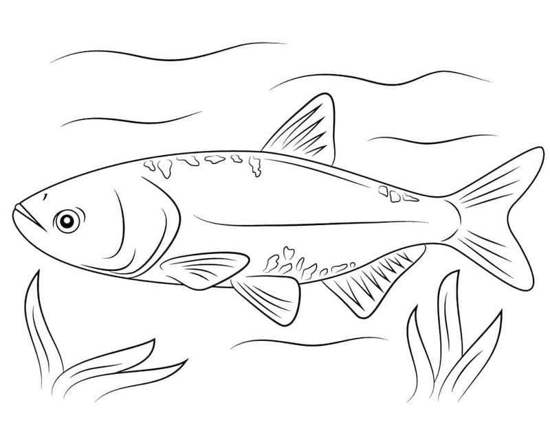 tranh tô màu con cá chép 7