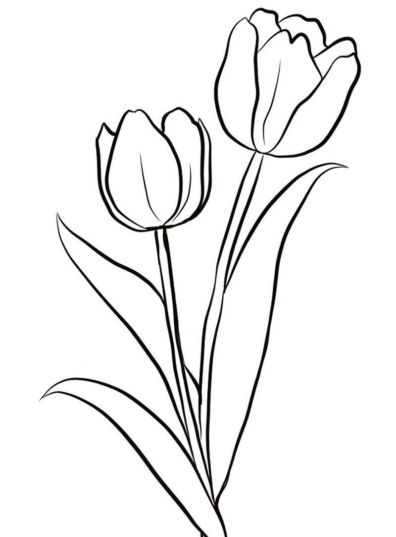 tranh tô màu hoa tulip 1