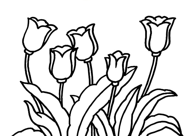 tranh tô màu hoa tulip 12