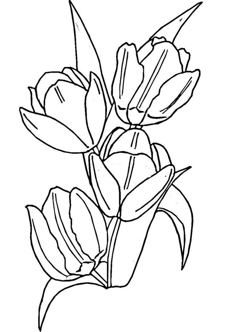 tranh tô màu hoa tulip 2