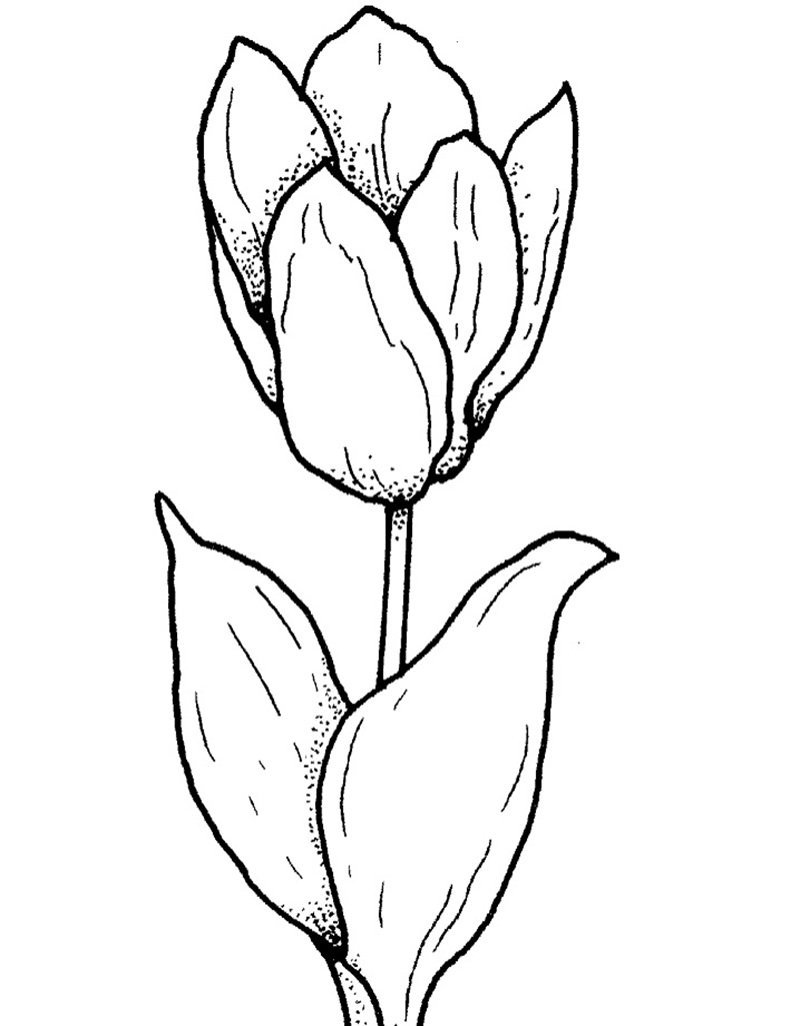 tranh tô màu hoa tulip 3