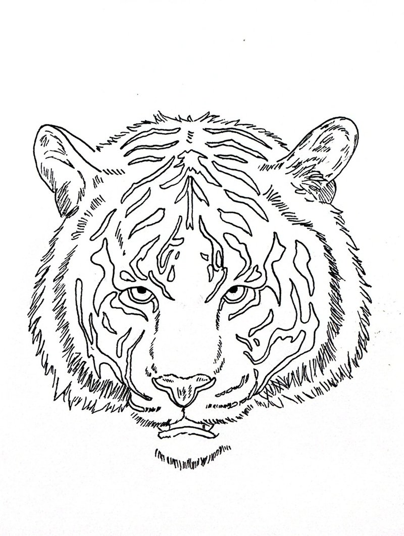 con hổ tô màu 38