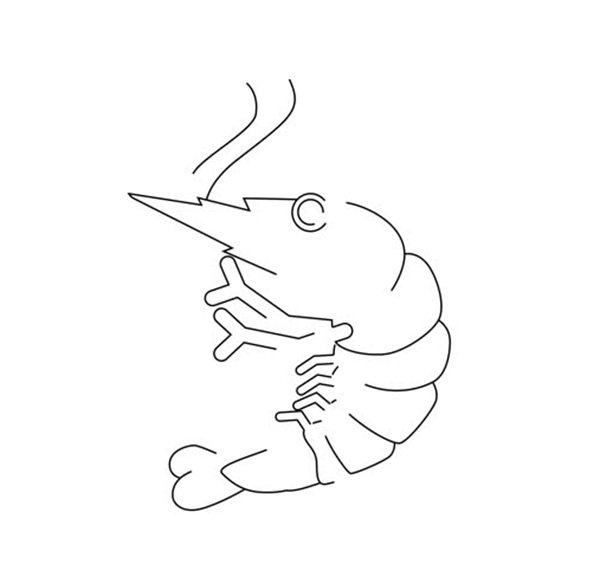 animated video of a shrimp icon sketch.4k video quality