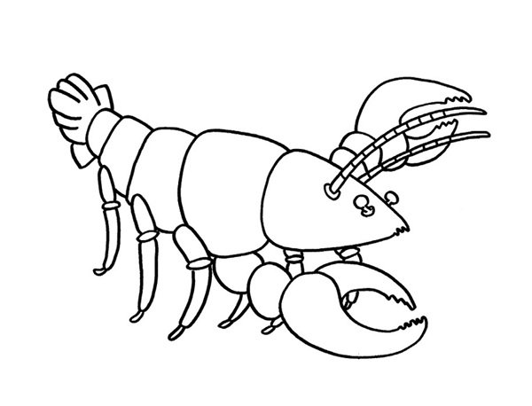 con tôm tô màu 15